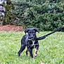 animal, black_dog, canine, cute, dog, falling_snow, grass, green, leafy_bushes, leash, nature, outdoor, pet, playful, puppy, snowflakes, tan_markings, walking, winter, young_dog