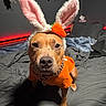 dog, bunny_ears, costume, orange_shirt, bed, blanket, chain_collar, indoor, pet, animal, fur, brown_dog, cute, portrait, face, ears, toy_carrot, resting, cozy, red_light