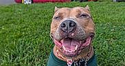 Rocky joined the competition — help win amazing prizes! animal, canine, collar, cute, daytime, dog, friendly, fur, grass, green_shirt, happy, leash, nature, outdoor, park, pet, red_car, smiling, tongue_out, trees