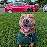 animal, canine, collar, cute, daytime, dog, friendly, fur, grass, green_shirt, happy, leash, nature, outdoor, park, pet, red_car, smiling, tongue_out, trees