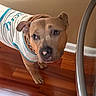 dog, pet, shirt, brown_dog, indoors, wooden_floor, curious, canine, looking_up, flooring, animal, domestic_animal, collar, short_hair, ears, snout, standing, fur, muzzle, companion