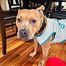 dog, pet, indoor, wooden_floor, table, chair, furniture, brown_dog, shirt, collar, looking, ears, flooring, domestic_animal, canine, house, home, animal, mammal, curious