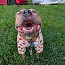 animal, background_blur, canine, closeup, collar, costume, covered_object, daylight, dog, fall_theme, grass, greenery, happy, nature, outdoor, paws, pet, pumpkin_pattern, red_car, smiling