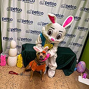 Rocky joined the competition — help win amazing prizes! dog, person_in_costume, easter_bunny, petco, backdrop, costume, indoor, floor, decorations, bunny_ears, orange_shirt, chain_leash, table, green_cloth, large_egg, pink_bunny, yellow_bunny, white_statues, celebration, festive