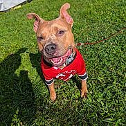 Rocky is registered to the contest to win money with this photo: animal, canine, collar, cute, daylight, dog, ears, grass, greenery, happy, leash, outdoor, pet, playful, portrait, red_jersey, smiling, summer, sunlight, tongue