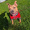 animal, canine, collar, cute, daylight, dog, ears, grass, greenery, happy, leash, outdoor, pet, playful, portrait, red_jersey, smiling, summer, sunlight, tongue