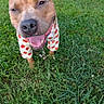 animal, brown_dog, canine, collar, costume, cute, dog, festive, grass, happy, leash, mammal, nature, outdoor, pet, playful, pumpkin_pattern, short_hair, smiling, tongue_out