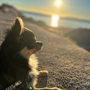 Sunny participe au concours pour gagner de l'argent avec cette photo : dog, chihuahua, sunset, outdoor, animal, pet, fur, gravel, water, sunlight, nature, relaxing, side_profile, small_dog, peaceful, golden_hour, landscape, scenic, daylight, canine