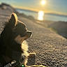 dog, chihuahua, sunset, outdoor, animal, pet, fur, gravel, water, sunlight, nature, relaxing, side_profile, small_dog, peaceful, golden_hour, landscape, scenic, daylight, canine