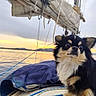 Sunny a rejoint le concours — aidez-le/la à gagner de superbes lots ! dog, chihuahua, boat, sailboat, sunset, water, outdoor, pet, animal, fur, rope, sky, mountains, calm, nature, travel, adventure, portrait, cute, landscape