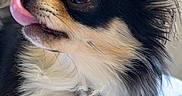 Sunny participe au concours pour gagner de l'argent avec cette photo : dog, pet, tongue_out, tricolor, fluffy, indoor, cute, small_dog, long_hair, closeup, bed, paw, animal, canine, relaxed, furry, companion, cute_pet, adorable, domestic_animal
