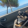 Sunny participe au concours pour gagner de l'argent avec cette photo : dog, chihuahua, pet_carrier, car_interior, window, tree, ocean, sky, sunlight, seatbelt, black_dog, tan_dog, small_dog, relaxed, daytime, nature, travel, canine, companion, vehicle