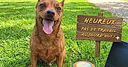 Laiko participe au concours pour gagner de l'argent avec cette photo : dog, park, grass, outdoor, happy, smiling, tongue, sitting, brown_dog, rope_toy, tennis_ball, frisbee, laptop, blanket, wooden_sign, french_text, sunlight, trees, path, 休息