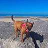 dog, small_dog, brown_dog, pink_harness, tongue_out, panting, standing, seaside, beach, ocean, shoreline, rocks, rocky_coast, blue_sky, sunny, outdoors, animal, pet, shadow, portrait
