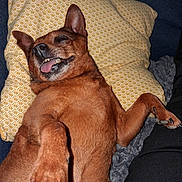 Laiko a rejoint le concours — aidez-le/la à gagner de superbes lots ! dog, brown_dog, pet, animal, lying_down, on_back, funny, goofy, smiling, open_mouth, teeth, tongue, pointed_ears, paws, claws, fur, pillow, couch, indoor, portrait