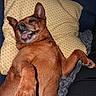 dog, brown_dog, pet, animal, lying_down, on_back, funny, goofy, smiling, open_mouth, teeth, tongue, pointed_ears, paws, claws, fur, pillow, couch, indoor, portrait