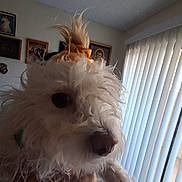 Winnie is registered to the contest to win money with this photo: dog, white, fluffy, bow, pet, indoor, curly_fur, nose, close_up, hand, window, vertical_blinds, home, portrait, animal, cute, fur, light, room, domestic