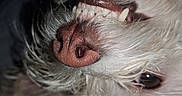 Winnie joined the competition — help win amazing prizes! dog, close_up, nose, teeth, eye, fluffy, pet, animal, whiskers, fur, canine, portrait, cute, muzzle, snout, expression, indoor, macro, detail, sleepy