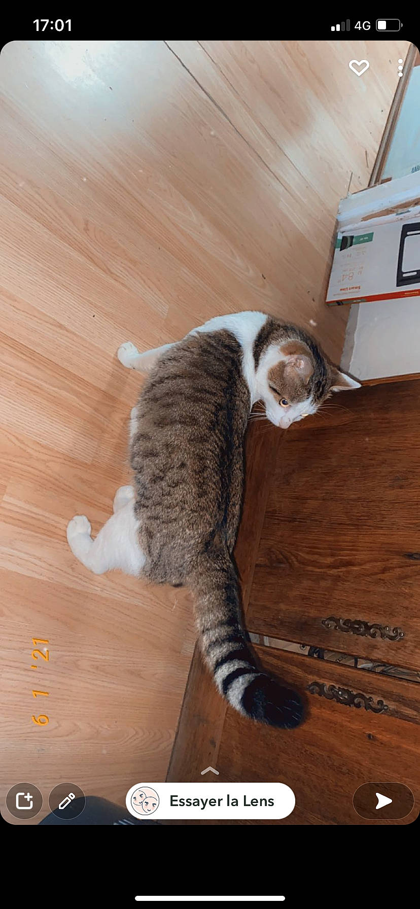 Pepito a rejoint le concours — aidez-le/la à gagner de superbes lots ! carnivore, cat, domestic_short_haired_cat, felidae, floor, flooring, fur, hardwood, laminate_flooring, paw, plank, plywood, small_to_medium_sized_cats, snout, tail, varnish, whiskers, wood, wood_flooring, wood_stain
