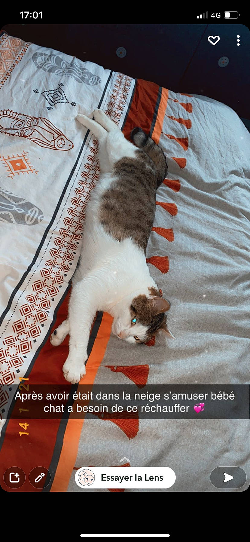 Pepito participe au concours pour gagner de l'argent avec cette photo : carnivore, cat, cat_supply, comfort, domestic_short_haired_cat, felidae, font, fur, linens, paw, pet_supply, photo_caption, sleeve, small_to_medium_sized_cats, tail, textile, whiskers