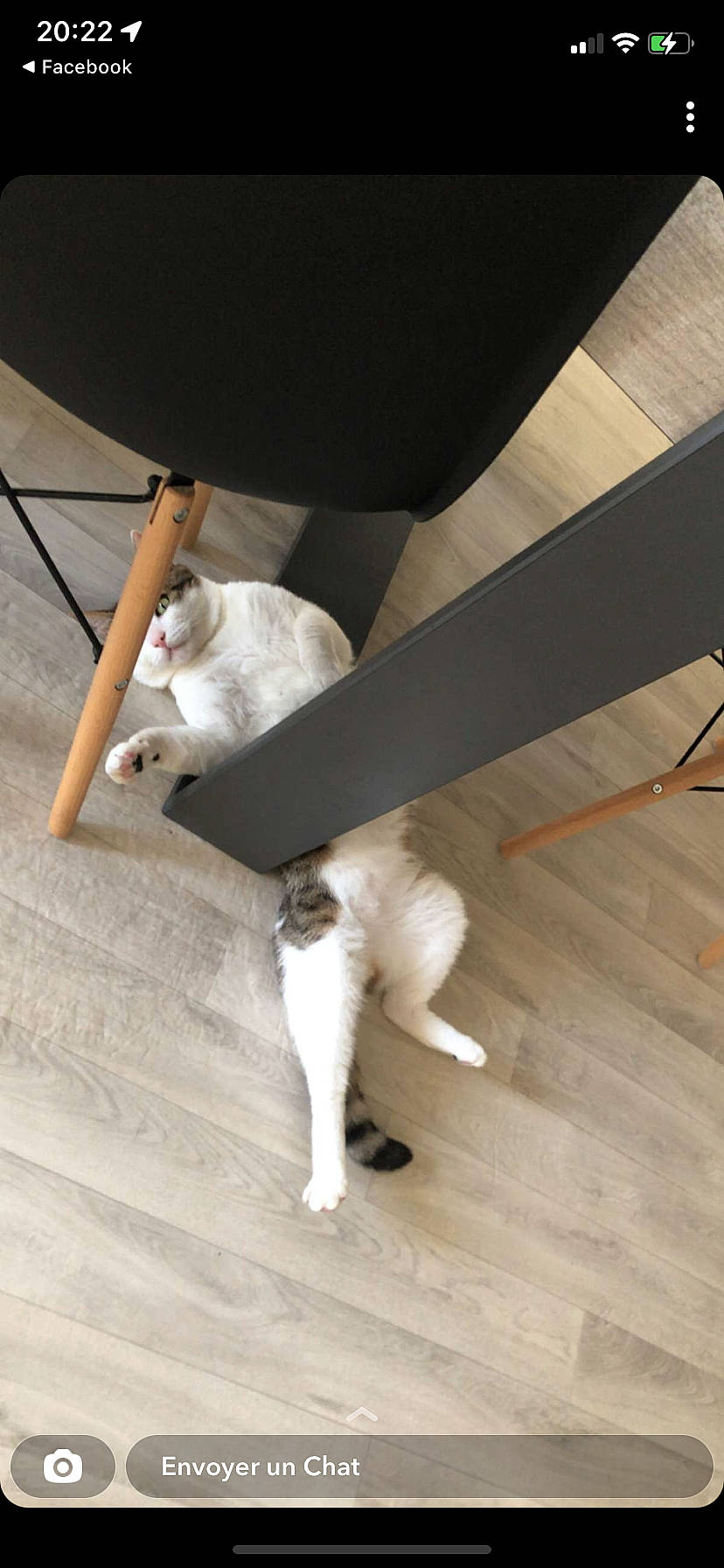 Pepito a rejoint le concours — aidez-le/la à gagner de superbes lots ! carnivore, cat, comfort, companion_dog, dog_breed, fawn, felidae, floor, flooring, fur, hardwood, human_leg, laminate_flooring, leg, plywood, small_to_medium_sized_cats, sporting_group, tail, whiskers, wood