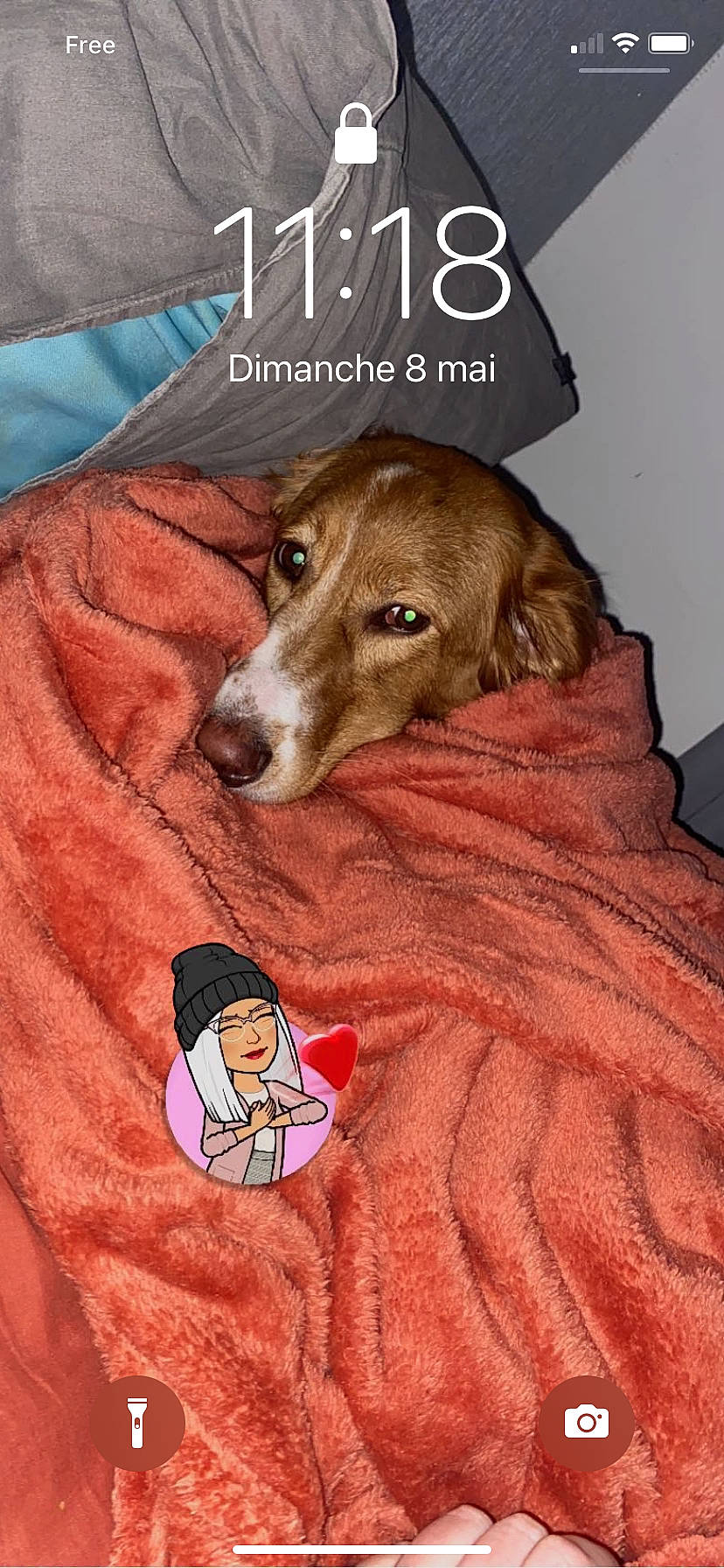 Stella participe au concours pour gagner de l'argent avec cette photo : canidae, carnivore, comfort, companion_dog, dog, dog_breed, dog_supply, fawn, flooring, font, fur, linens, liver, pet_supply, photo_caption, publication, sleeve, sporting_group, terrestrial_animal, working_animal