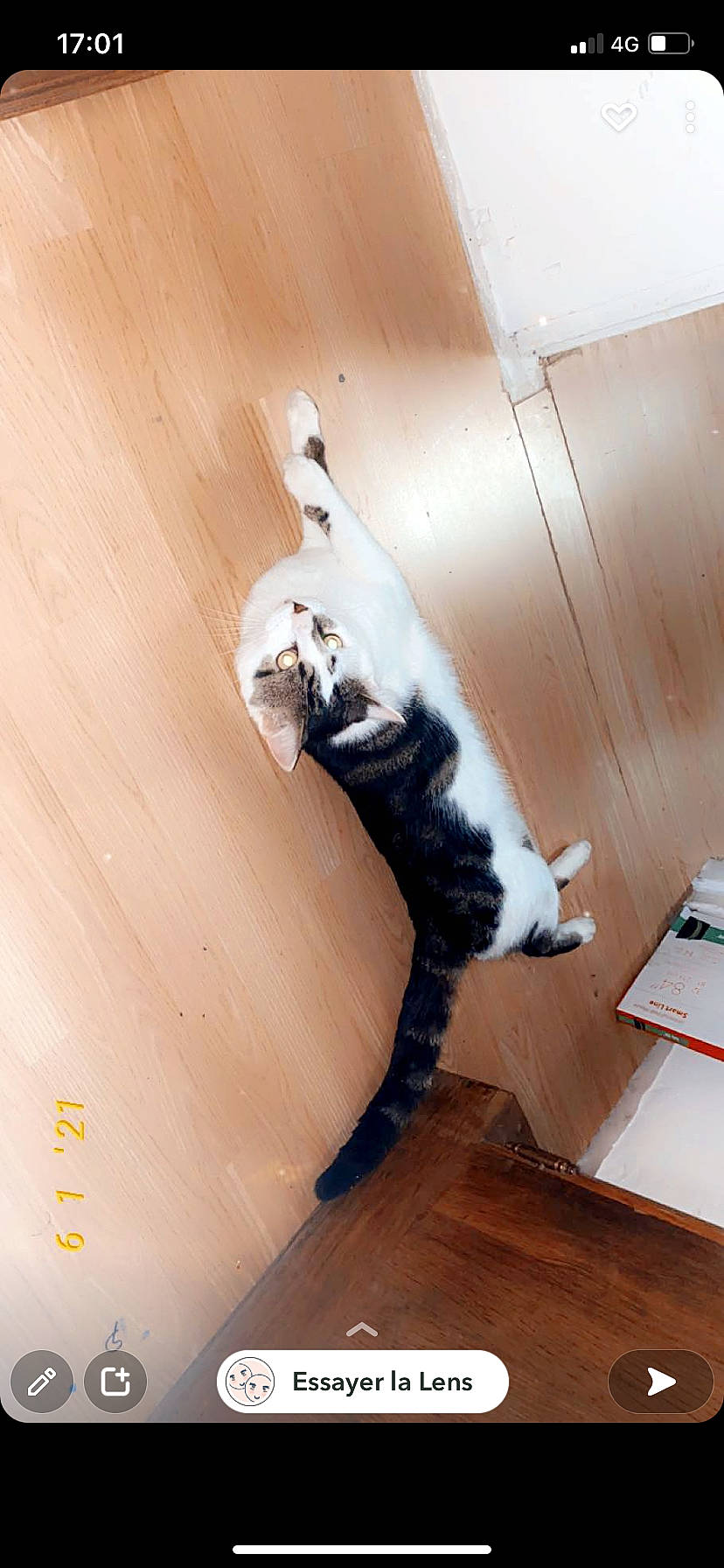 Stella a rejoint le concours — aidez-le/la à gagner de superbes lots ! canidae, carnivore, cat, comfort, companion_dog, dog_breed, domestic_short_haired_cat, felidae, floor, flooring, fur, hardwood, laminate_flooring, small_to_medium_sized_cats, sporting_group, tail, whiskers, wood, wood_flooring, wood_stain