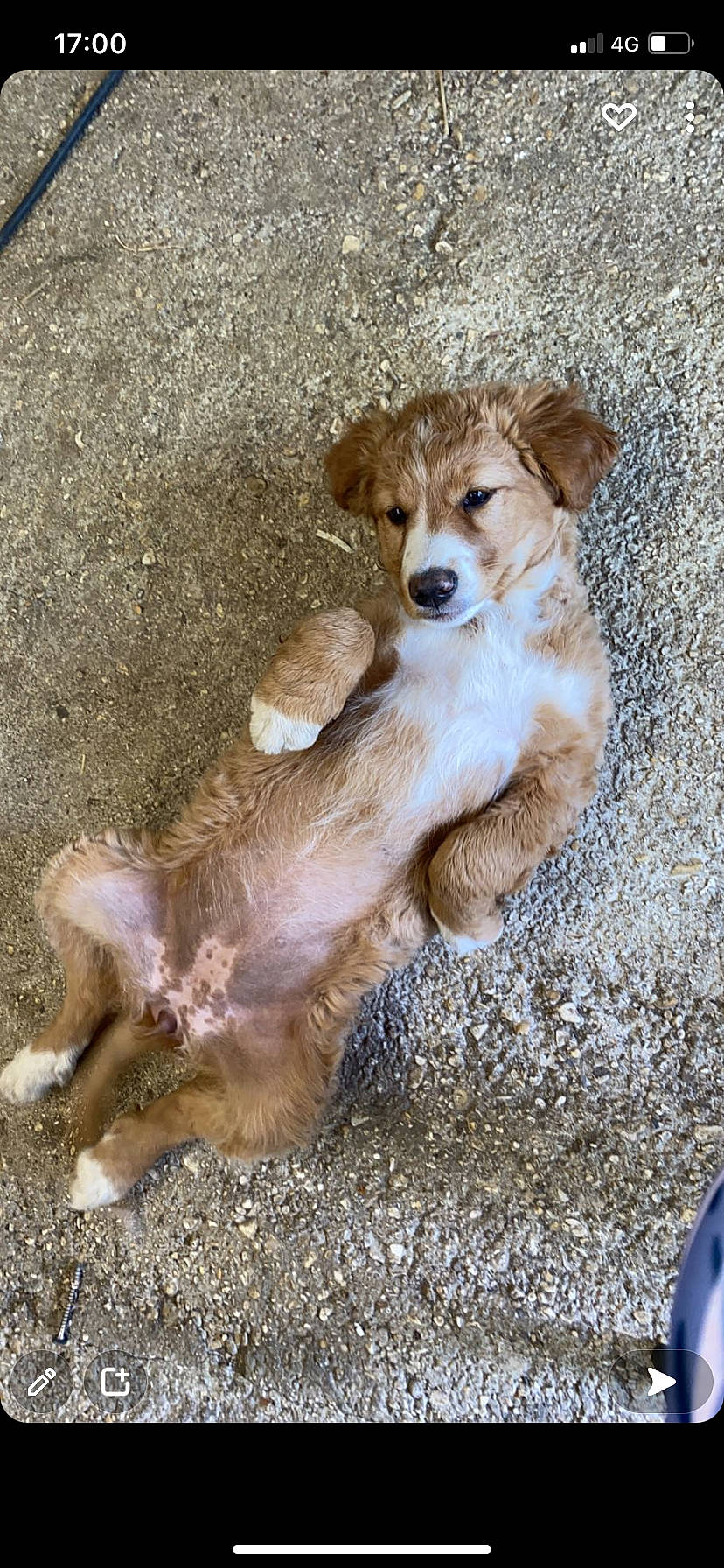 Stella participe au concours pour gagner de l'argent avec cette photo : canidae, carnivore, companion_dog, dog, dog_breed, fawn, fur, liver, paw, puppy, snout, soil, sporting_group, street_dog, tail, terrestrial_animal, wildlife, wood, working_animal