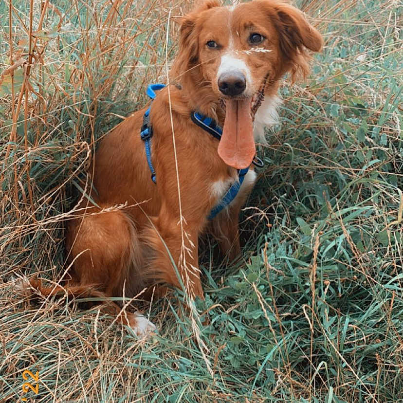 Stella
