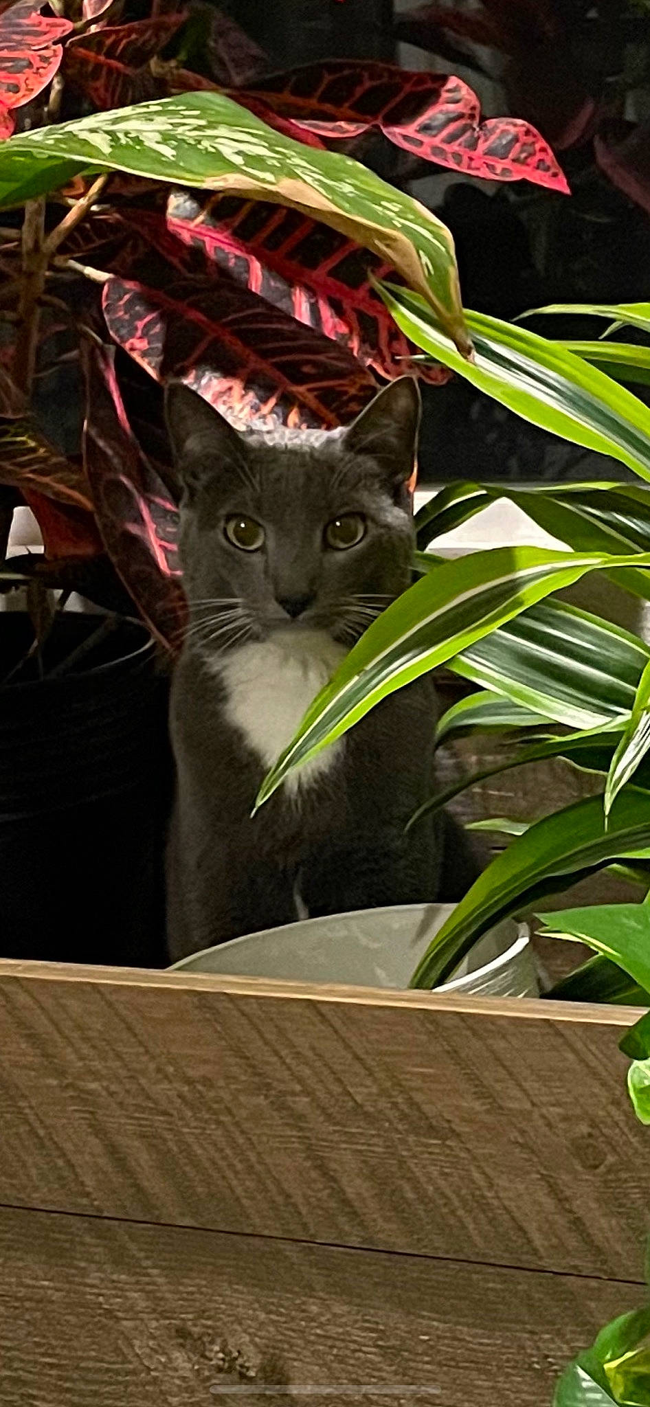 Bonnie joined the competition — help win amazing prizes! black_cat, carnivore, cat, domestic_short_haired_cat, eye, felidae, fur, grass, hardwood, herb, houseplant, illustration, plant, small_to_medium_sized_cats, snout, tail, terrestrial_plant, whiskers, wildlife, wood