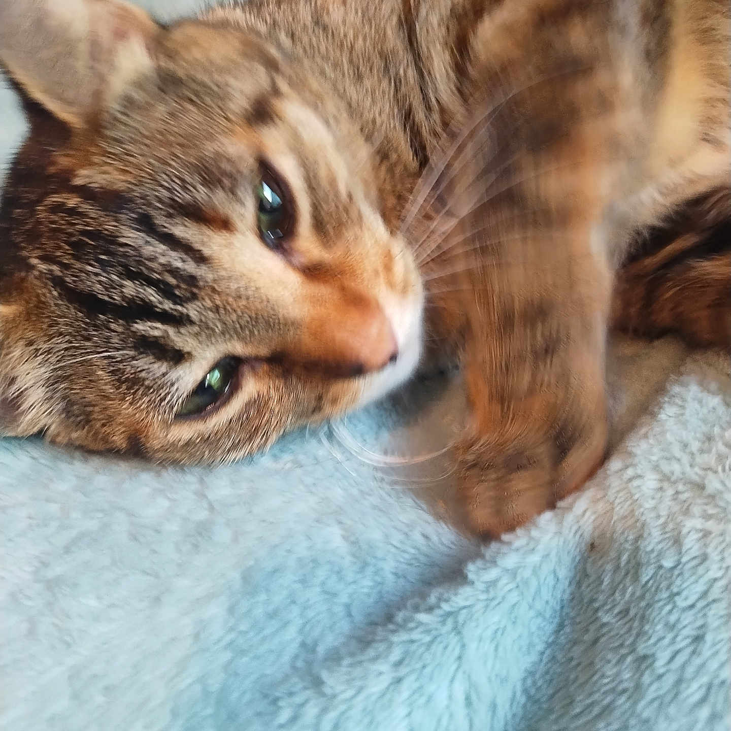 Baby Goose joined the competition — help win amazing prizes! abyssinian, animal, blanket, cat, couch, furniture, kitten, manx, pet, siamese, towel