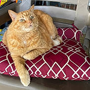 Joe joined the competition — help win amazing prizes! cat, orange_tabby, pet, animal, feline, cushion, chair, indoor, relaxed, fur, whiskers, ears, paw, resting, home, domestic_cat, looking_up, closeup, seat, comfort