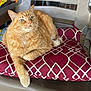 cat, orange_tabby, pet, animal, feline, cushion, chair, indoor, relaxed, fur, whiskers, ears, paw, resting, home, domestic_cat, looking_up, closeup, seat, comfort