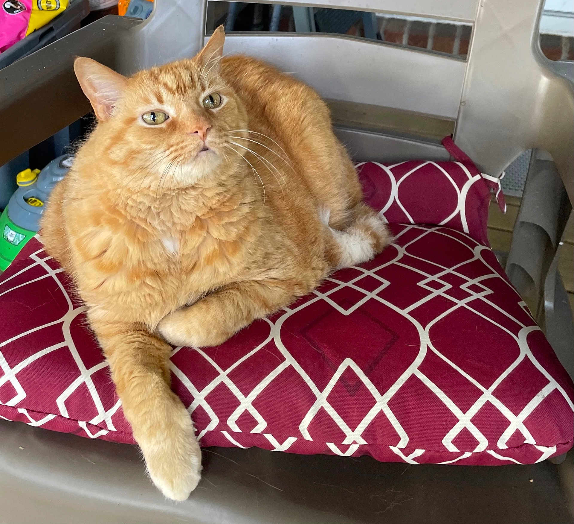 Joe joined the competition — help win amazing prizes! cat, orange_tabby, pet, animal, feline, cushion, chair, indoor, relaxed, fur, whiskers, ears, paw, resting, home, domestic_cat, looking_up, closeup, seat, comfort
