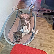 Maya Et Nino a rejoint le concours — aidez-le/la à gagner de superbes lots ! dog, pet_bed, wooden_floor, indoor, relaxed, playful, legs_up, cozy, mischievous, furniture, red_chair, gray_dog, blanket, wall, flooring, living_room, home, resting, domestic_animal, canine