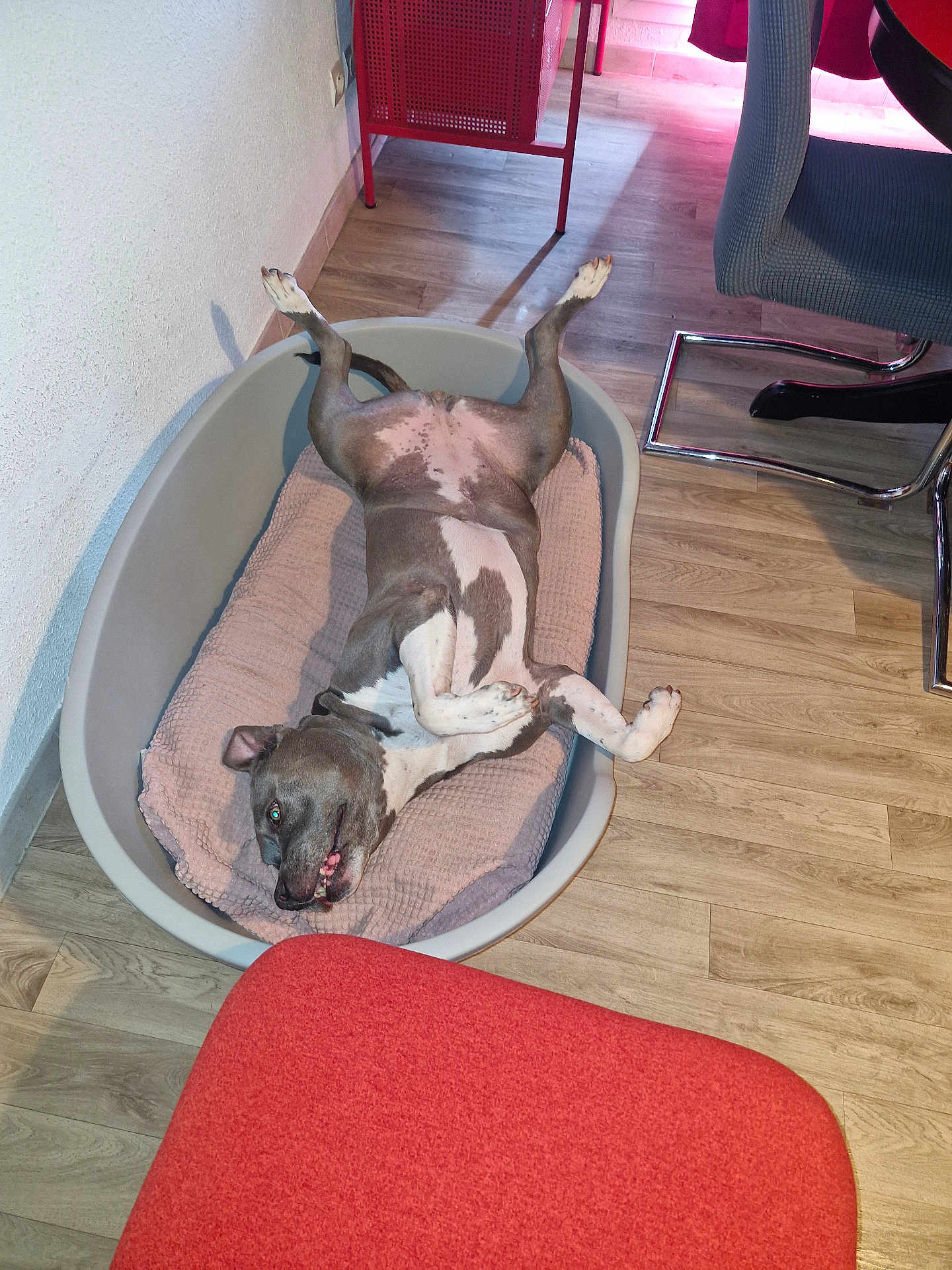 Maya Et Nino a rejoint le concours — aidez-le/la à gagner de superbes lots ! dog, pet_bed, wooden_floor, indoor, relaxed, playful, legs_up, cozy, mischievous, furniture, red_chair, gray_dog, blanket, wall, flooring, living_room, home, resting, domestic_animal, canine