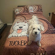 Tucker is registered to the contest to win money with this photo: animal, bed, blanket, cartoon, cute, decor, dog, floor, fur, furniture, home, indoor, lamp, pet, pillow, room, sleeping_area, tail, white_dog, wooden_floor