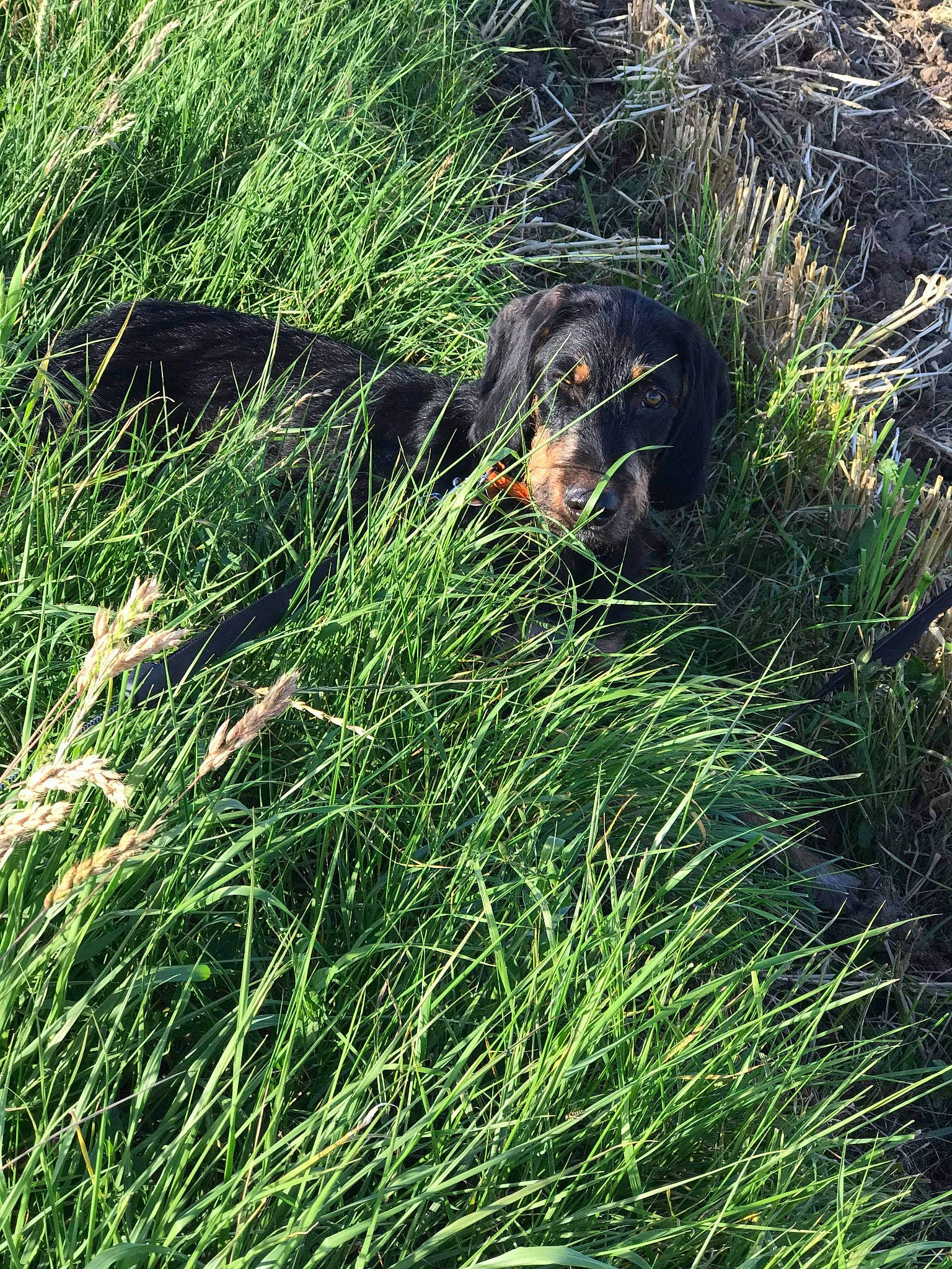 Cooky a rejoint le concours — aidez-le/la à gagner de superbes lots ! chrysopogon_zizanioides, elymus_repens, grass, grass_family, grassland, green, plant, sedge_family, sweet_grass