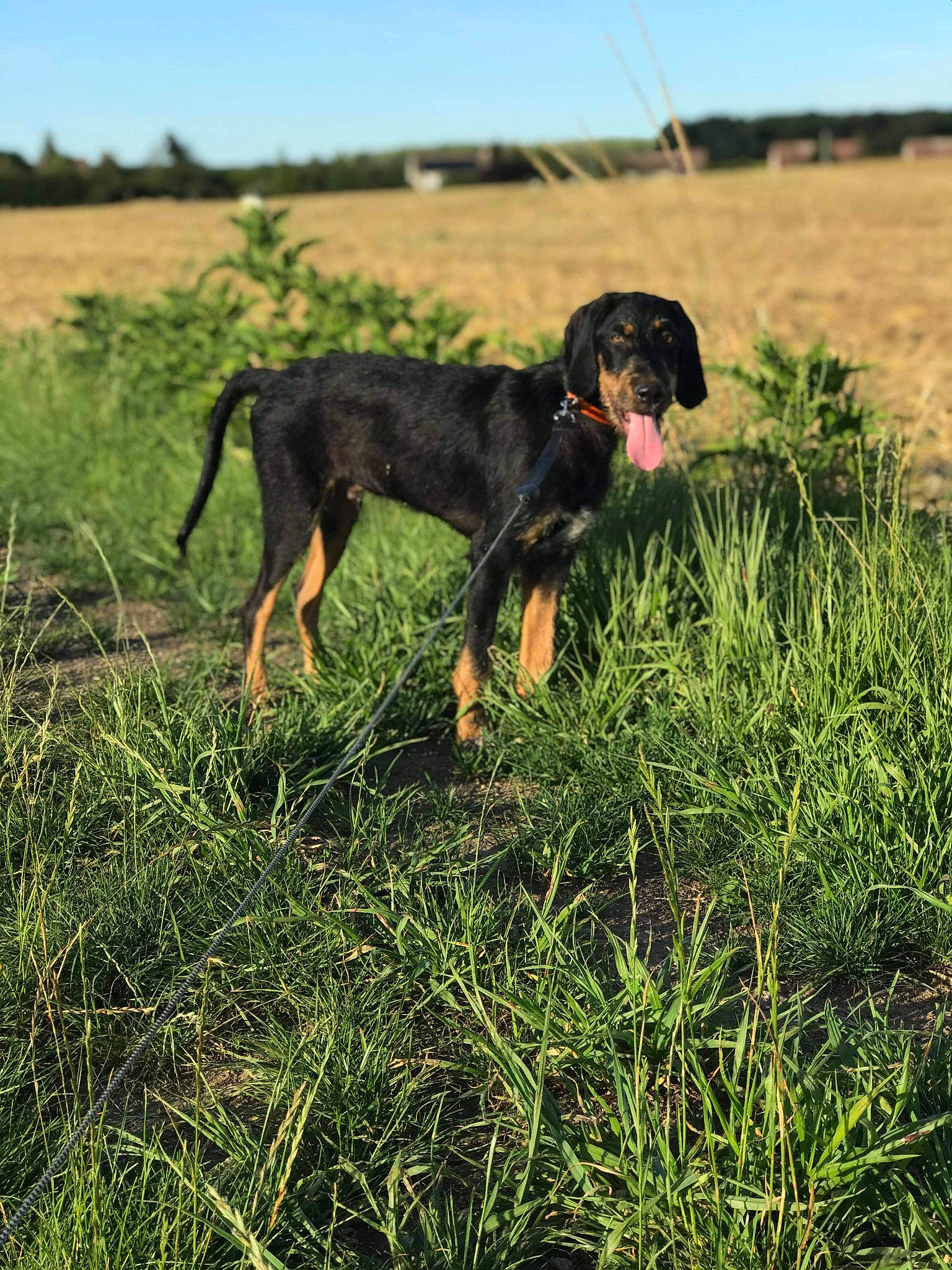 Cooky participe au concours pour gagner de l'argent avec cette photo : canidae, carnivore, dog, dog_breed, grass, hunting_dog, lithuanian_hound, mammal, montenegrin_mountain_hound, plant, sporting_group, vertebrate