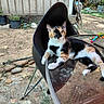cat, calico_cat, pet, animal, feline, sitting, lounging, portrait, outdoors, garden, patio, chair, glass_table, plants, potted_plants, wooden_fence, dirt, rocks, colorful_fur, greenery