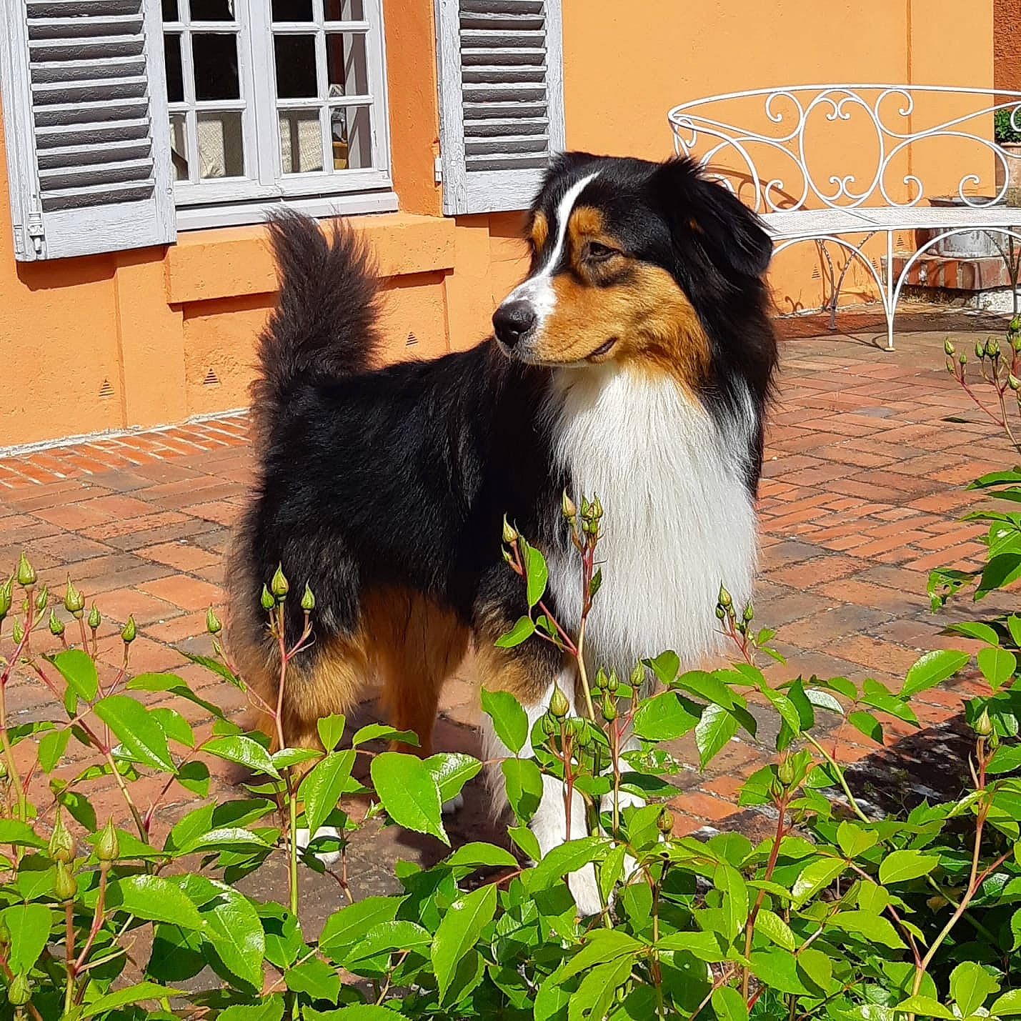 Oris a rejoint le concours — aidez-le/la à gagner de superbes lots ! australian_collie, australian_shepherd, canidae, carnivore, companion_dog, dog, dog_breed, english_shepherd, herding_dog, mammal, plant, scotch_collie, shetland_sheepdog, vertebrate, welsh_sheepdog, working_dog