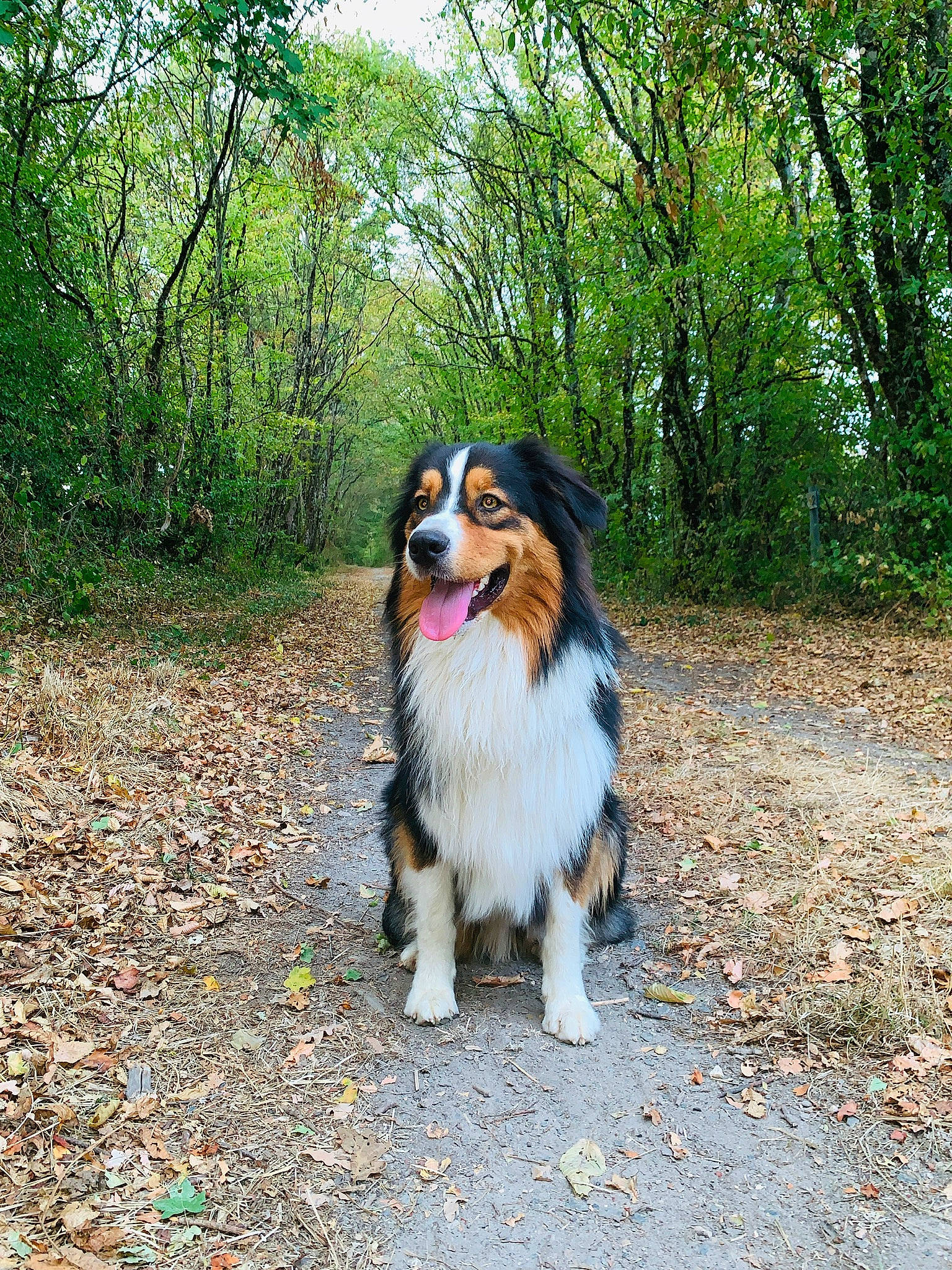 Oris a rejoint le concours — aidez-le/la à gagner de superbes lots ! australian_collie, australian_shepherd, canidae, carnivore, companion_dog, dog, dog_breed, english_shepherd, forest, herding_dog, mammal, miniature_australian_shepherd, rare_breed_dog, scotch_collie, shetland_sheepdog, sporting_group, tree, vertebrate, working_dog