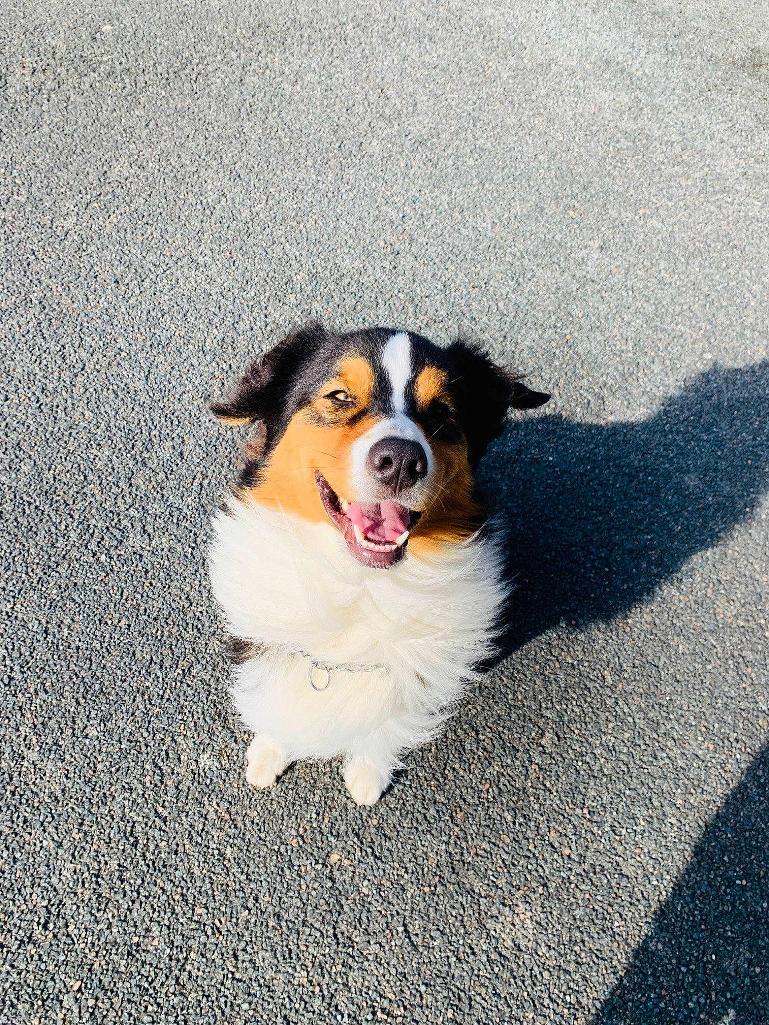 Oris participe au concours pour gagner de l'argent avec cette photo : australian_collie, australian_shepherd, border_collie, canidae, cardigan_welsh_corgi, carnivore, companion_dog, dog, dog_breed, english_shepherd, herding_dog, mammal, miniature_australian_shepherd, puppy, rare_breed_dog, snout, sporting_group, vertebrate, welsh_sheepdog, working_dog