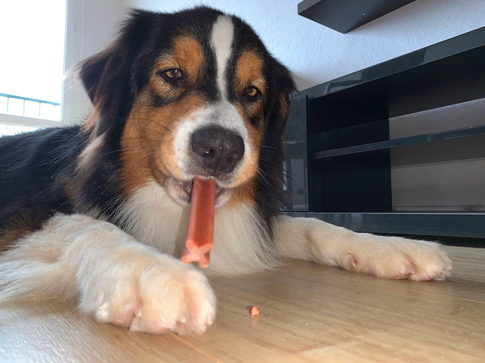 Oris a rejoint le concours — aidez-le/la à gagner de superbes lots ! australian_shepherd, border_collie, canidae, carnivore, companion_dog, dog, dog_breed, mammal, nose, paw, puppy, rare_breed_dog, snout, sporting_group, vertebrate, welsh_sheepdog, working_dog