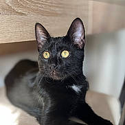 Ulysse participe au concours pour gagner de l'argent avec cette photo : black_cat, cat, pet, animal, feline, yellow_eyes, lying_down, indoor, wooden_furniture, curious, soft_light, whiskers, ears, fur, close_up, relaxed, domestic_cat, portrait, cute, companion