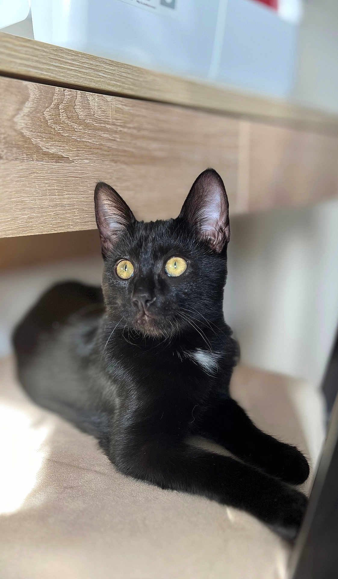 Ulysse participe au concours pour gagner de l'argent avec cette photo : black_cat, cat, pet, animal, feline, yellow_eyes, lying_down, indoor, wooden_furniture, curious, soft_light, whiskers, ears, fur, close_up, relaxed, domestic_cat, portrait, cute, companion