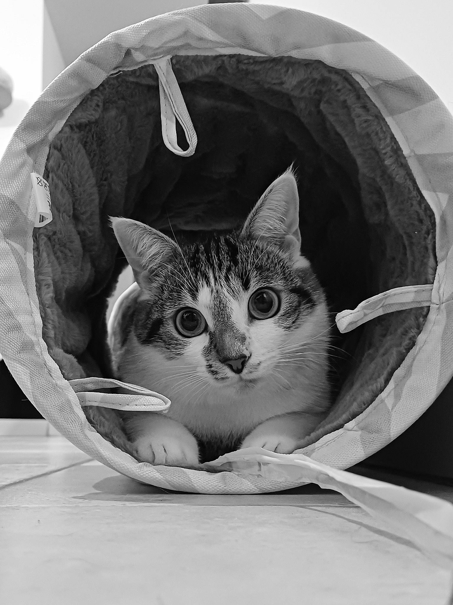 Winter a rejoint le concours — aidez-le/la à gagner de superbes lots ! art, bag, box, cardboard, carnivore, cat, cat_bed, cat_supply, comfort, domestic_short_haired_cat, felidae, fur, grey, linens, packaging_and_labeling, pet_supply, small_to_medium_sized_cats, snout, tail, whiskers