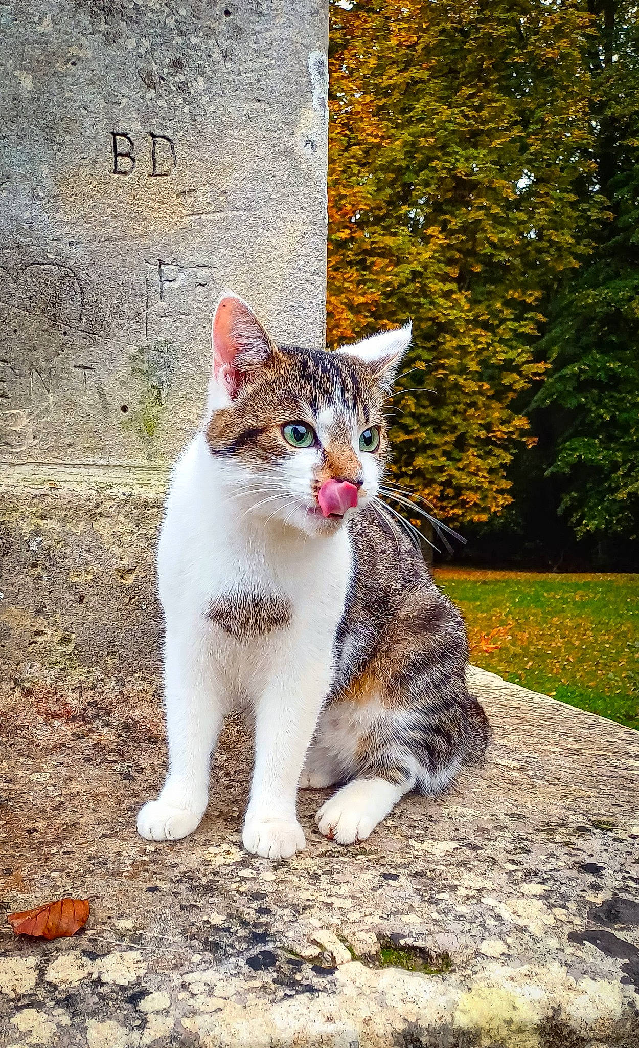 Winter participe au concours pour gagner de l'argent avec cette photo : carnivore, cat, domestic_short_haired_cat, eye, fawn, felidae, fur, grass, leg, paw, plant, road_surface, sitting, small_to_medium_sized_cats, snout, tail, terrestrial_animal, tree, trunk, whiskers