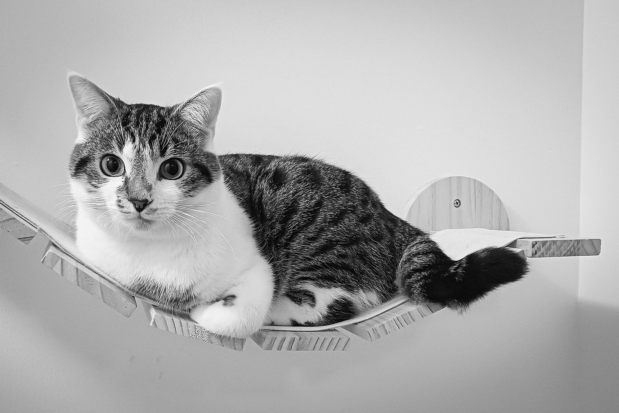 Winter participe au concours pour gagner de l'argent avec cette photo : carnivore, cat, circle, comfort, domestic_short_haired_cat, felidae, fur, monochrome, monochrome_photography, paw, pet_supply, sitting, small_to_medium_sized_cats, snout, still_life_photography, tail, terrestrial_animal, whiskers