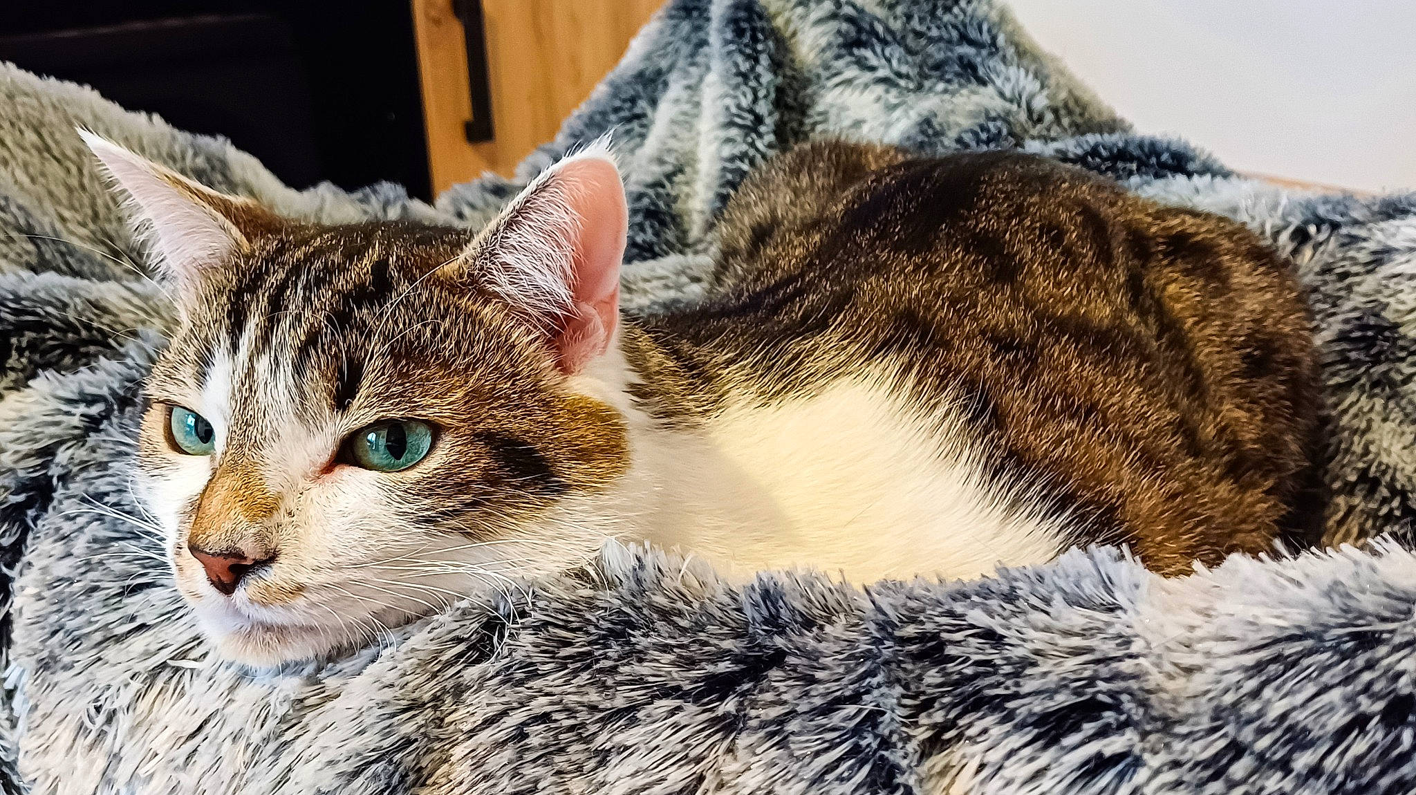 Winter a rejoint le concours — aidez-le/la à gagner de superbes lots ! art, carnivore, cat, claw, domestic_short_haired_cat, felidae, fur, grass, paw, sitting, small_to_medium_sized_cats, snout, terrestrial_animal, tree, whiskers, wildlife